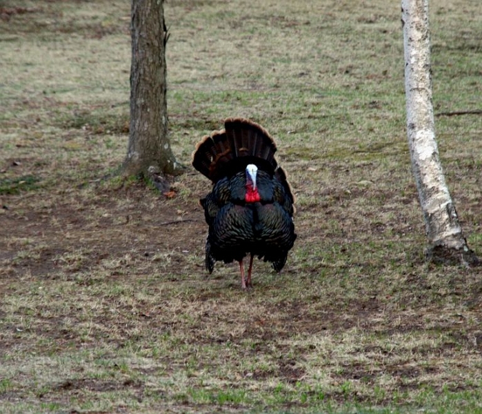 turkey2.jpg - He was herding his hens.
